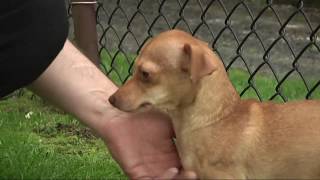 Hazleton Animal Shelter's Adopt Me 5/25/2018 - SSPTV News
