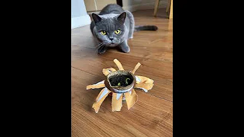 Video 11193451: british shorthair cat explores, cat vs british shorthair, little british shorthair