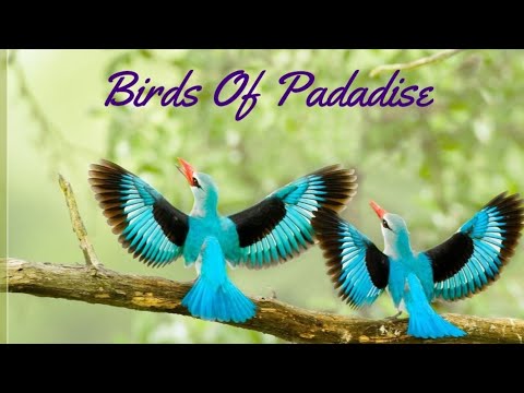 birds-of-unknown-information