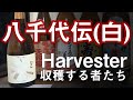 【芋焼酎】八千代伝白Harvester収穫する者たちをレビューしてみました