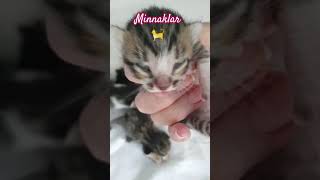 Miyav #youtubeshorts #youtube #viralvideo #viral #shortvideo #cat #kitten