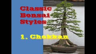 Chokkan Ii Clic Bonsai Styles