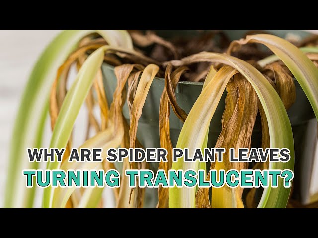 Why Are My Spider Plant Leaves Turning Translucent? - YouTube
