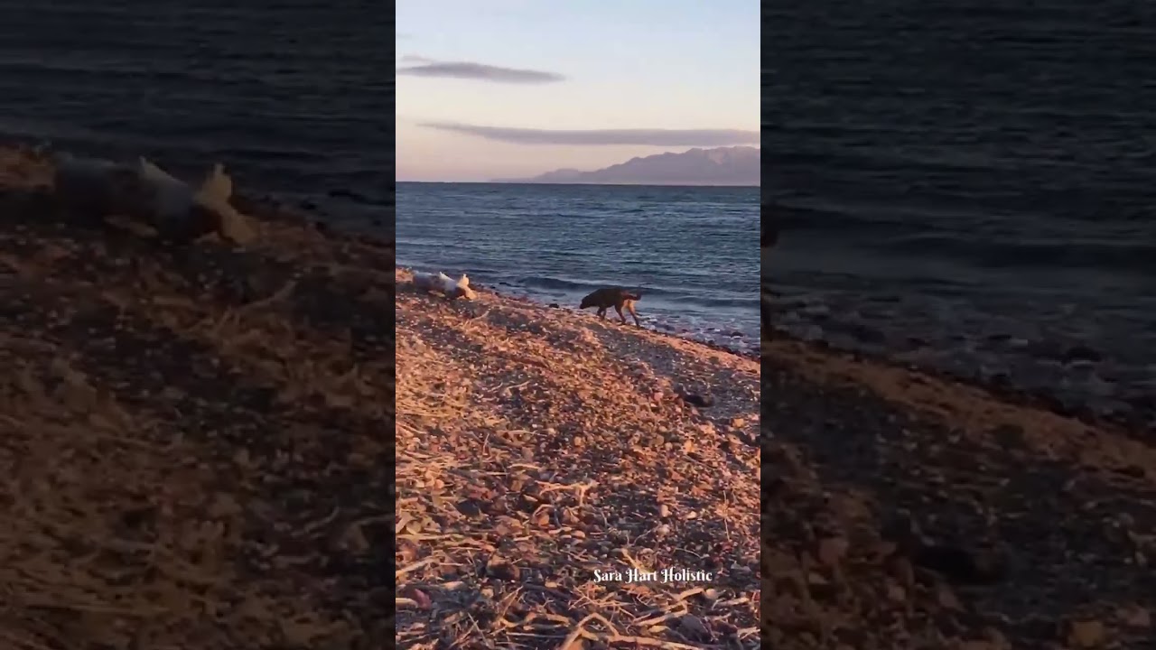 SEASHELL SPIRAL MAGIC🌀BAJA SUNRISE 🇲🇽VANLIFE ADVENTURE☀️