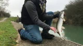 Pike Frenzy on Twitched Deadbaits