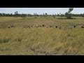 Cambodian farmers fear poor rice harvest