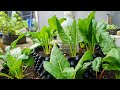 How to grow vegetable at home easily for beginners | Growing swiss chard