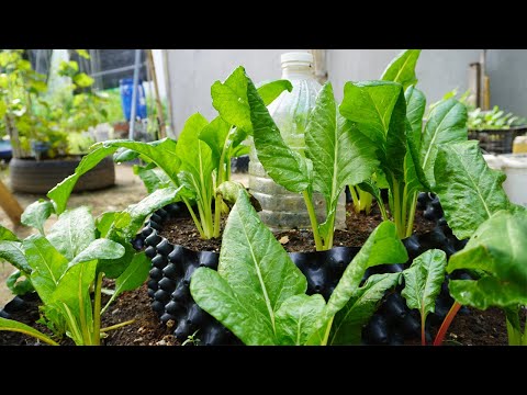 Video: Vår Chard Growing - How To Plant Chard Om Våren