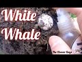 Metal Detecting Crazy Old Silver Coins, Fisher F75 LTD | White Whale