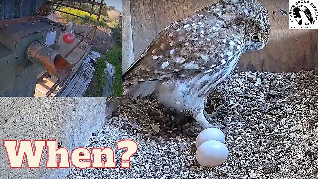 Waiting for Little Owl to Incubate The Countdown to Incubation Begins