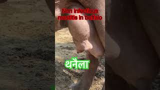Mastitis l Non infectious mastitis l dr Umar Khan