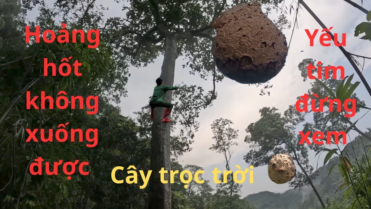 Hoảng Hốt Lên Cây Trọc Trời Bắt Tổ Ong Không Xuống Được 