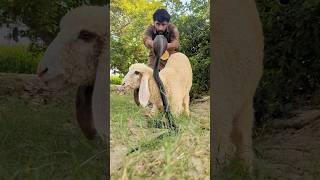 Brave Boy Rescues Sheep from Snake Attack 🐍🐑 #snakehead #animals #snakerescue