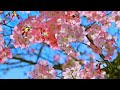 MV いはえ Ihae MV いはえ Ihae
