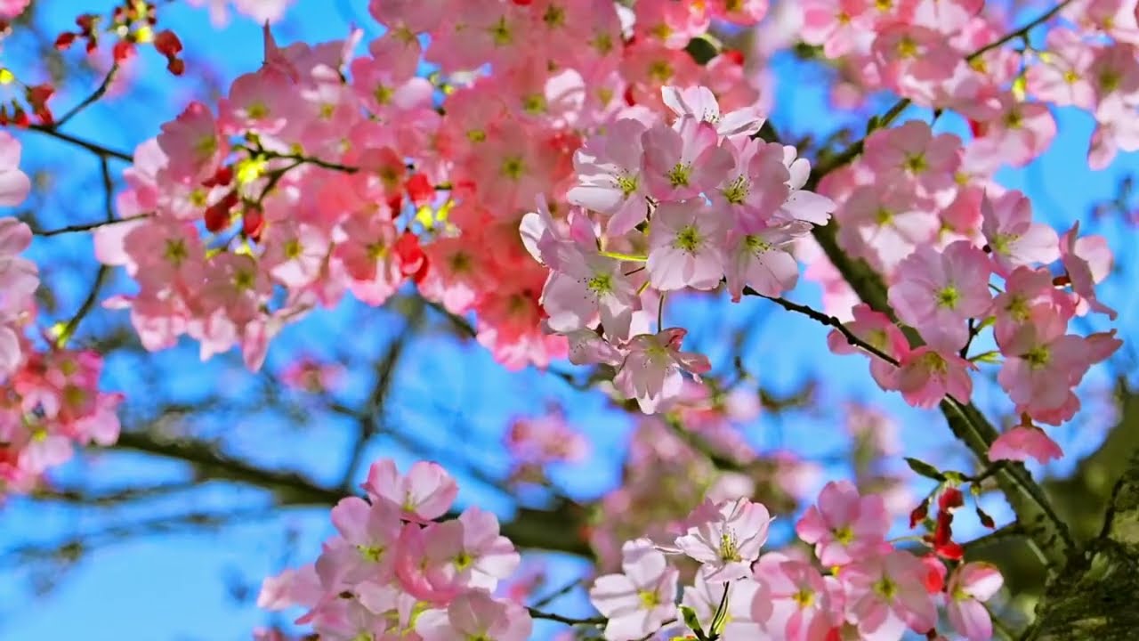 【MV】いはえ　-ihae-