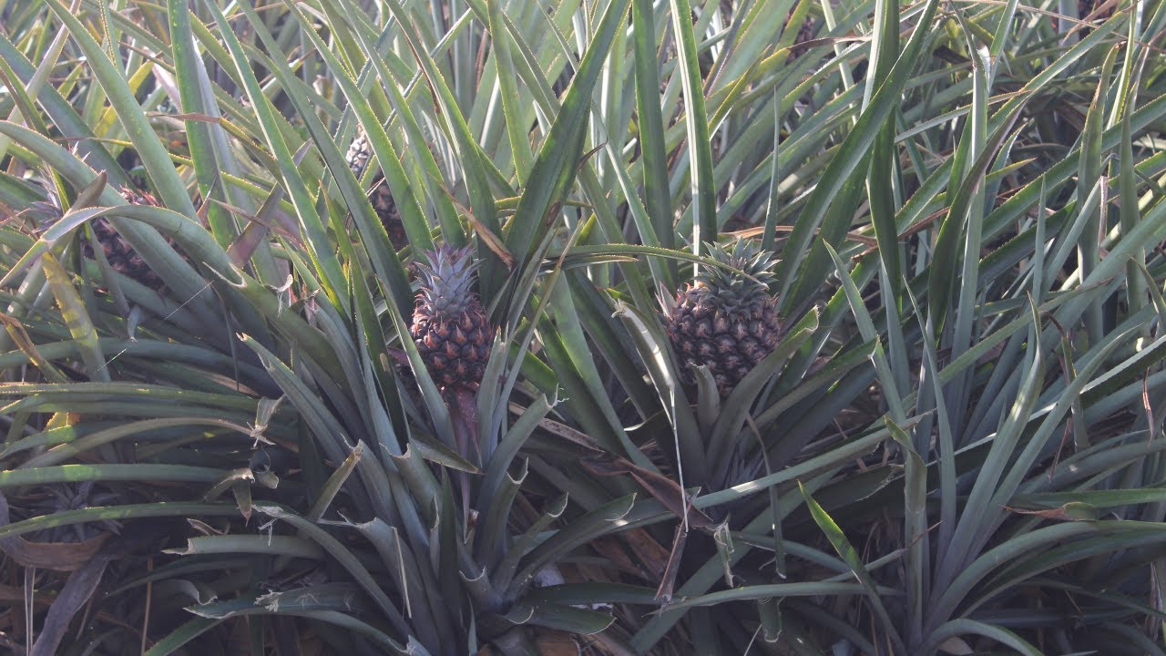 Cuidados del Cultivo de Piña Inmediatos a la Siembra - YouTube