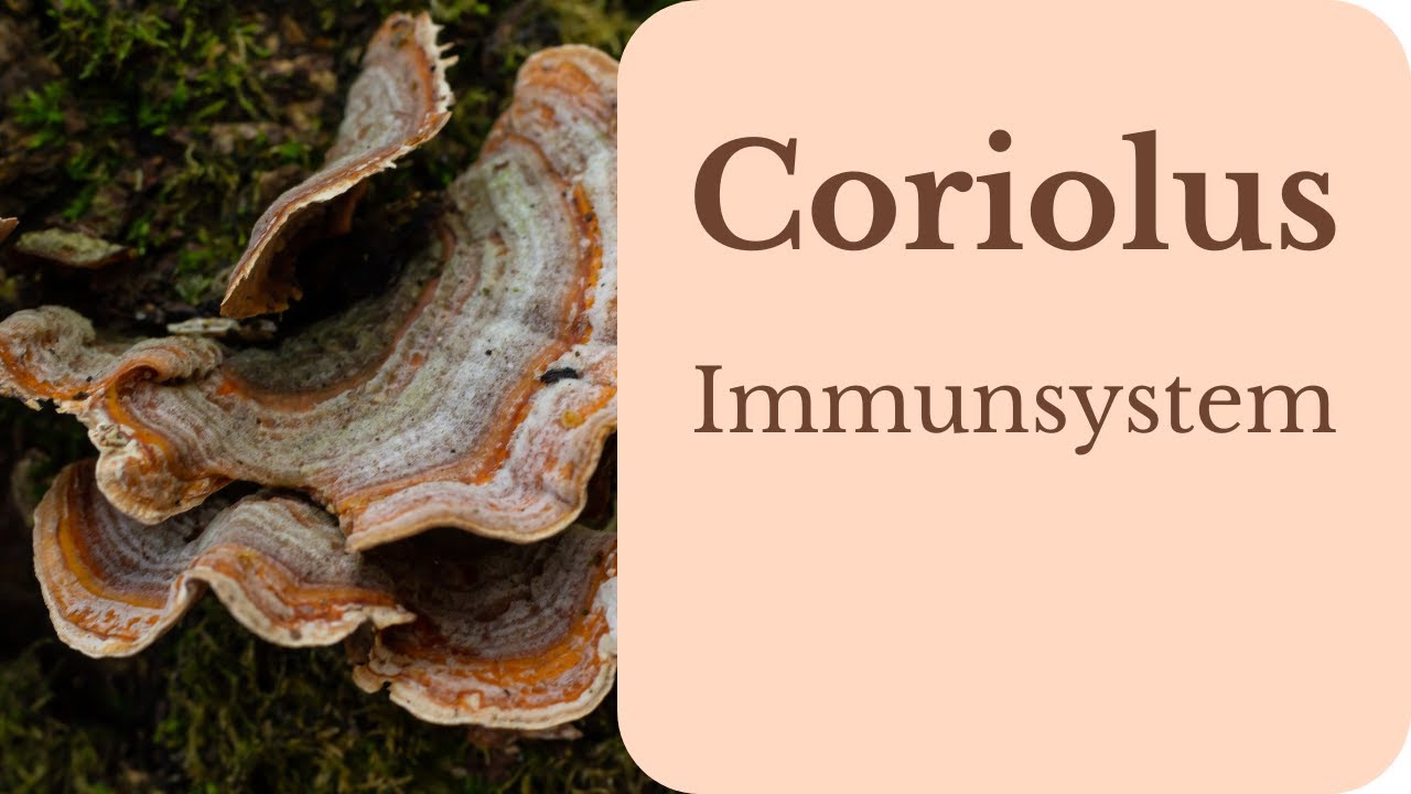Coriolus (Schmetterlingstramete): Wie der Vitalpilz Abwehr, Darm und Entzündungen reguliert