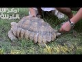 A huge turtle in Vinnitsa, Ukraine