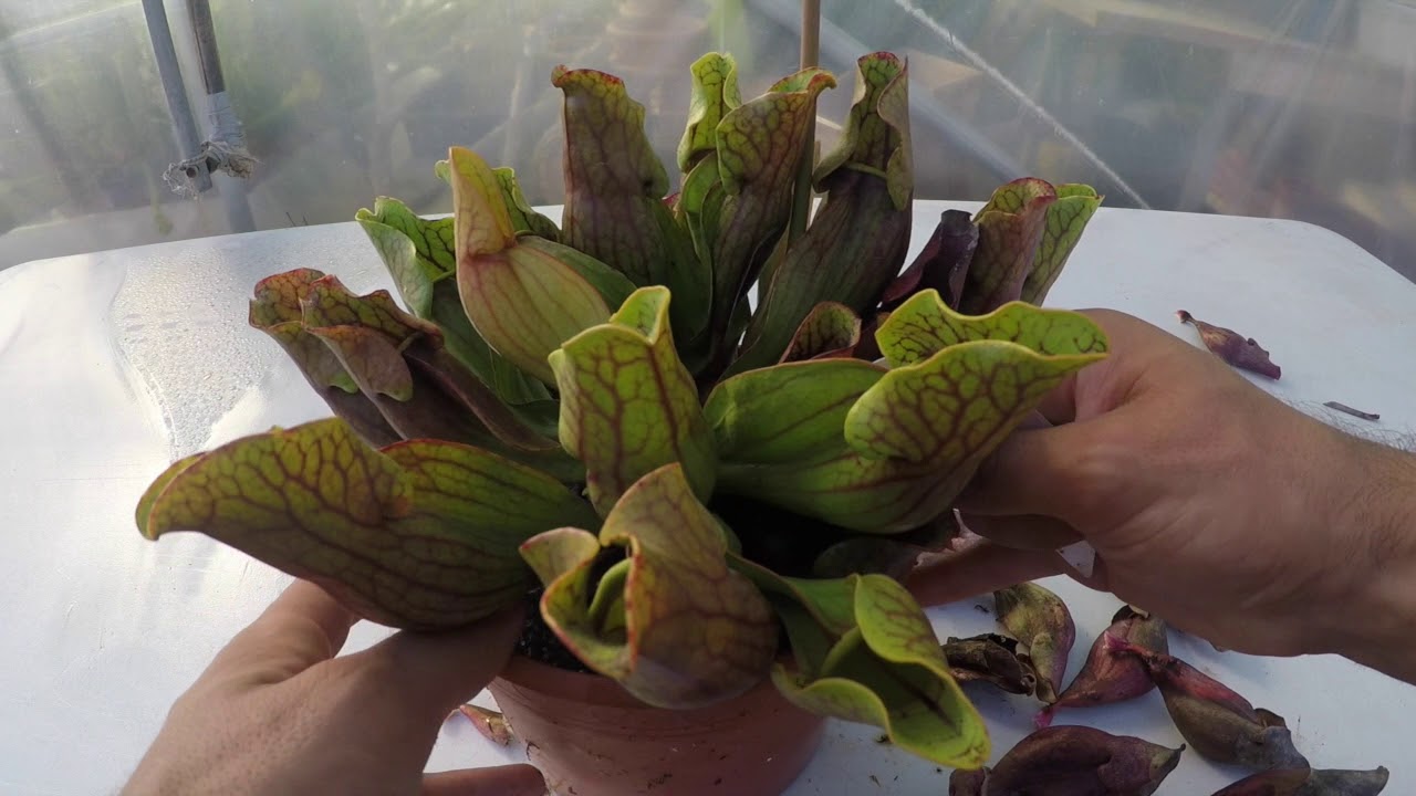 Haz ASÍ el mantenimiento de tu Sarracenia purpurea