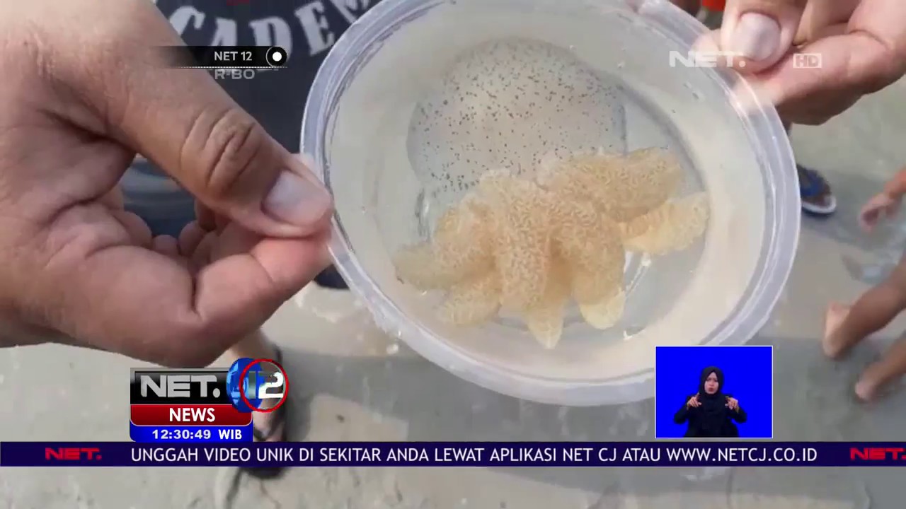 Ubur Ubur Muncul Di Pantai Ancol Hebohkan Pengunjung Net12