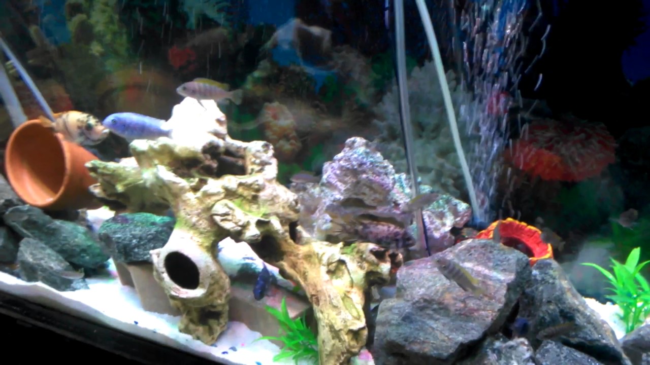 lombrices intestinales en peces