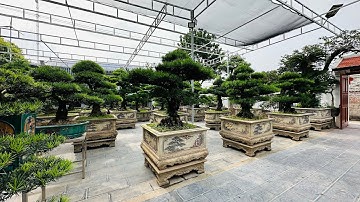 Thăm Vườn Tùng La Hán Quá Đẳng Cấp Ở Mỹ Đức, Hà Nội. ĐT 0973408888