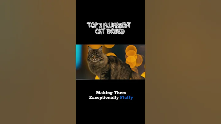 Watch the video about TOP 3 FLUFFIEST CAT BREED #ragdollcat #mainecoon #persiancat #catlovers #catbreed #furbabies #fur