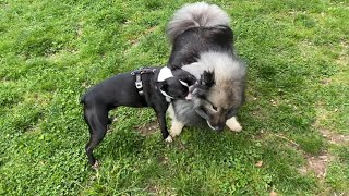 My Silly Dogs Play Tug And Joust!