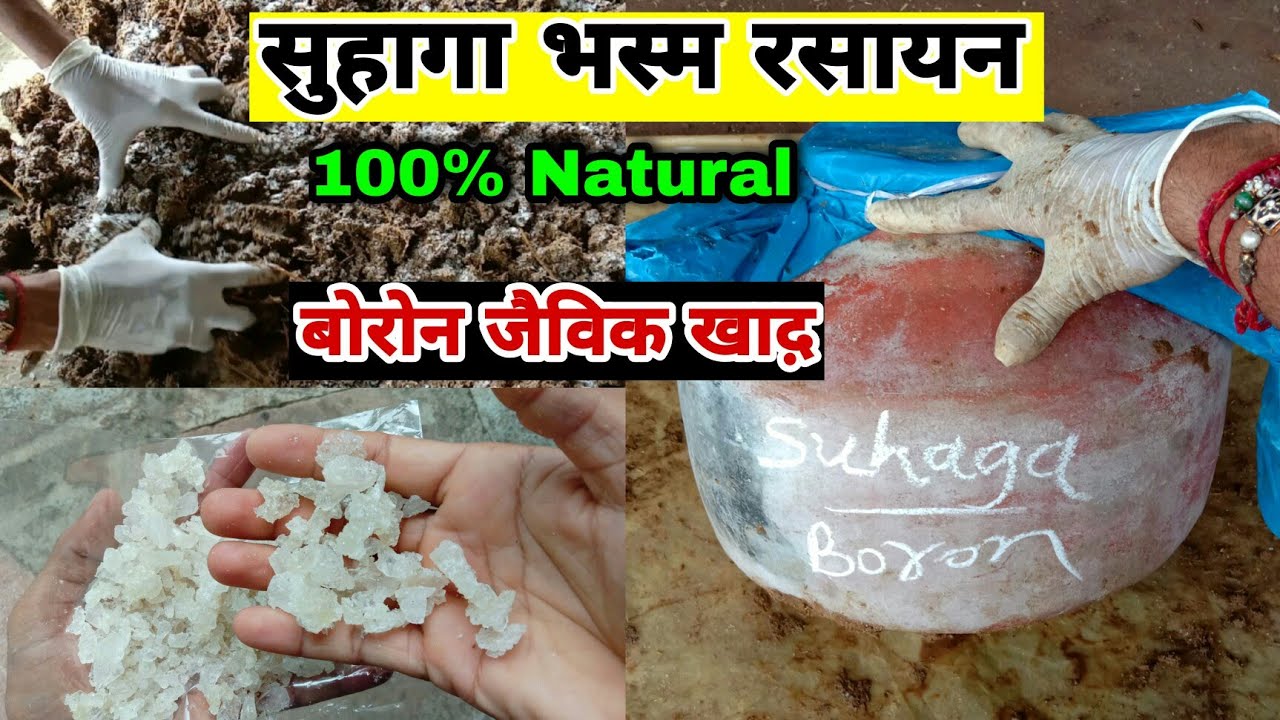 फसलों में 'बोरोन' की कमी कभी नहीं दिखेगी | 