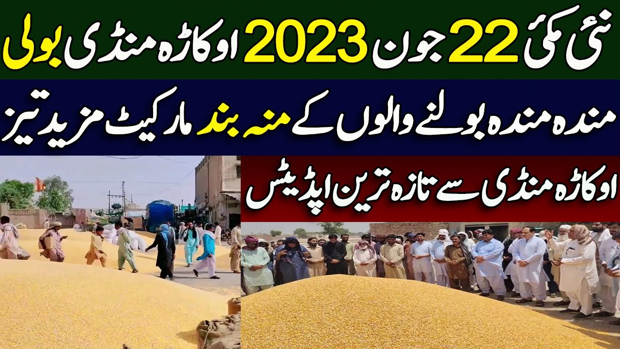 New Makki Ka Rate Today Okara Mandi Punjab Pakistan 2023 Maize Price new-makki-ka-rate-today-okara-mandi-punjab-pakistan-2023-maize-price