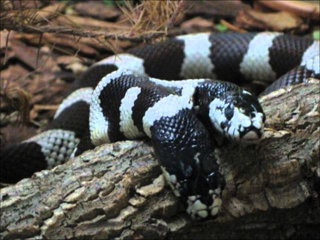 Watch Strange Creatures & Animal's on YouTube Watch Strange Creatures & Animal's on YouTube
