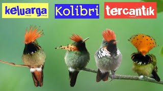 4 jenis burung Kolibri jambul tercantik ➡️ LOPHORNIS FAMILY