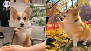LIVING WITH A CLINGY CORGI IS LIKE....😶‍🌫️😶‍🌫️😶‍🌫️ | Funny and Cute Corgi Videos 2021