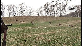 Wild boar driven hunting in December 2018 - best moments #1