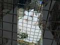 🐰 Lovely Rabbit 🐰#shortfeed #rabbit #ytshort#trending