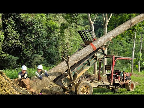 Full video of 99 days transporting giant logs, special skills. #wood #farm #tractor #lythihanh#diy  