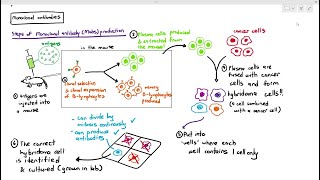 11-11 Monoclonal Antibodies (Cambridge AS A Level Biology, 9700)