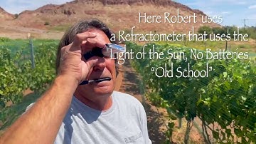 Checking the Brix at Zion Vineyards 2025