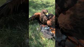 Hunting a rooster #eagles #eating #animal #eaglehawk #bird #edit #wildlife #hawkeagle #funnyvideo