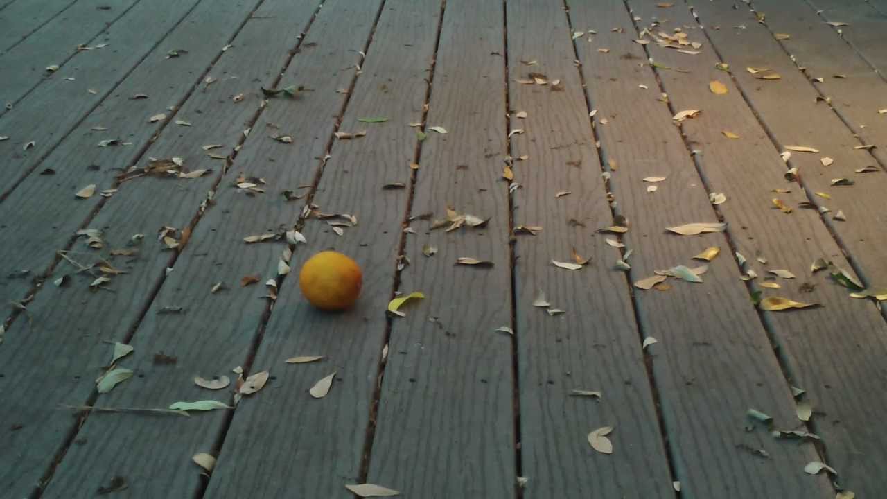 Orange Blossoms by Rex Willis