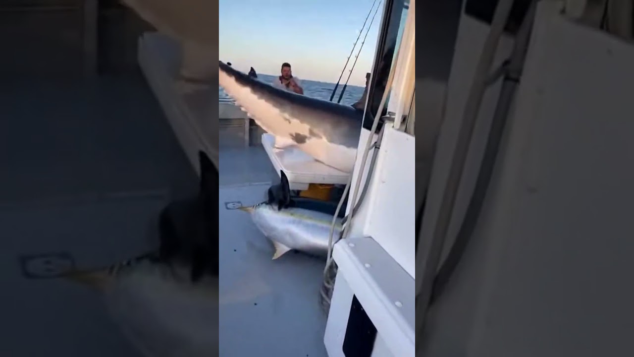 Great White Shark Attacks Yellowfin Tuna – Is the Great White the King of the Sea?