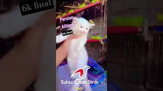 #Persian kittens#Tripel code#For Sale#Sahiwalianbirdshop#subscribe_my_youtube_chennel❣️