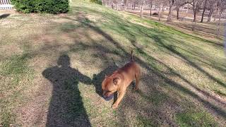 Akc Staffordshire Bull Terrier