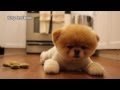 Boo Dog Cute Wallpaper 2016