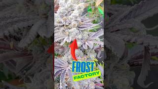 Frost Factory Is This The Most Colorful Icy Cannabis Plant Ever?