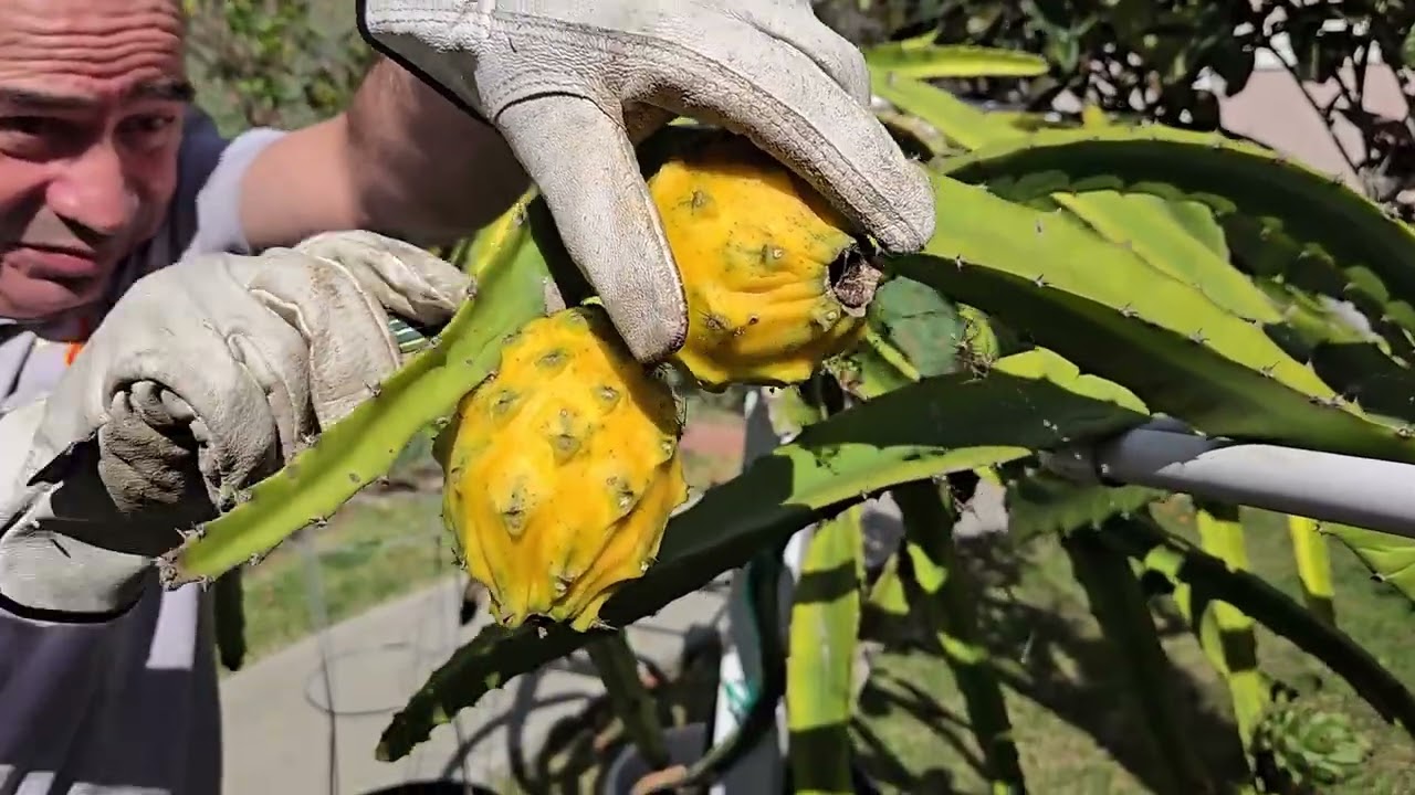 Harvesting Ecuador Palora Dragon Fruit