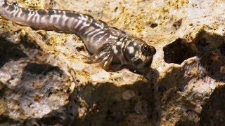 Le poisson qui avait peur de l'eau - ZAPPING SAUVAGE