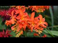 Crocosmia, the colorful perennial with diabolical names - Gardening with Ciscoe