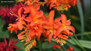 Crocosmia, the colorful perennial with diabolical names - Gardening with Ciscoe