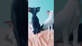 смешные котики# ориенталы